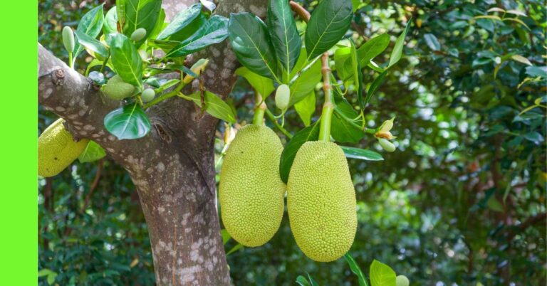 how to plant jackfruit in Nigeria