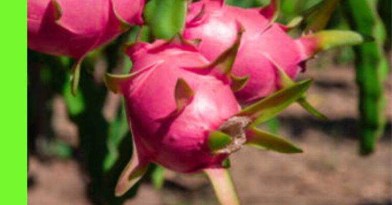how to plant dragon fruit in Nigeria
