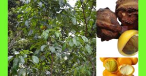 how to plant yellow monkey kola
