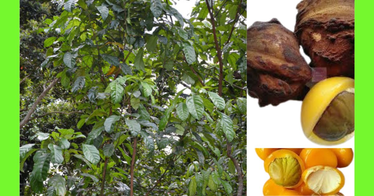 how to plant yellow monkey kola