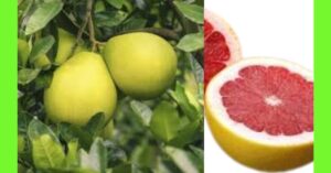 how to plant pink Shaddock