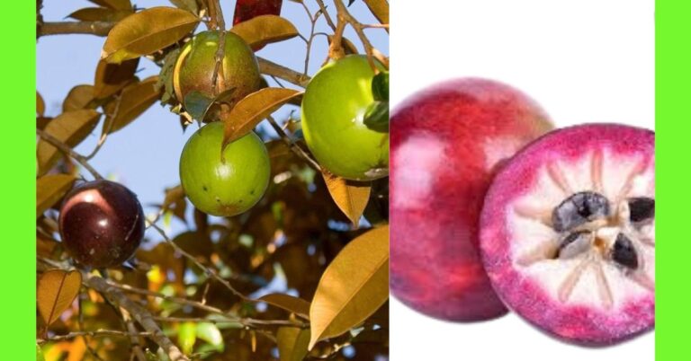 how to plant Purple Star Apple