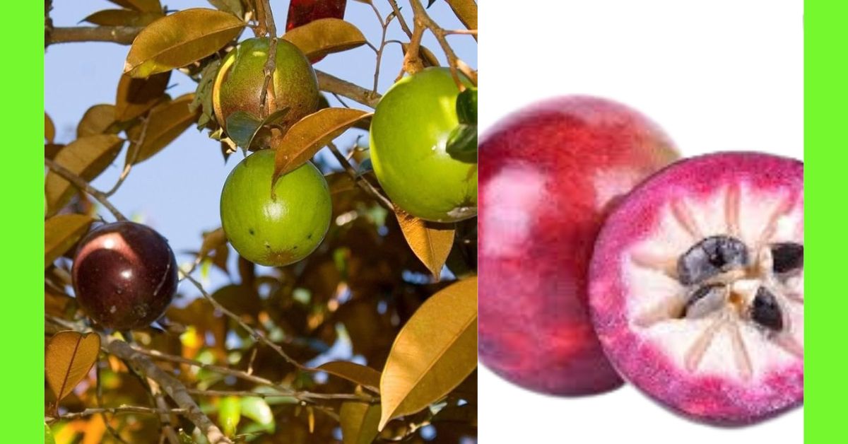 how to plant Purple Star Apple