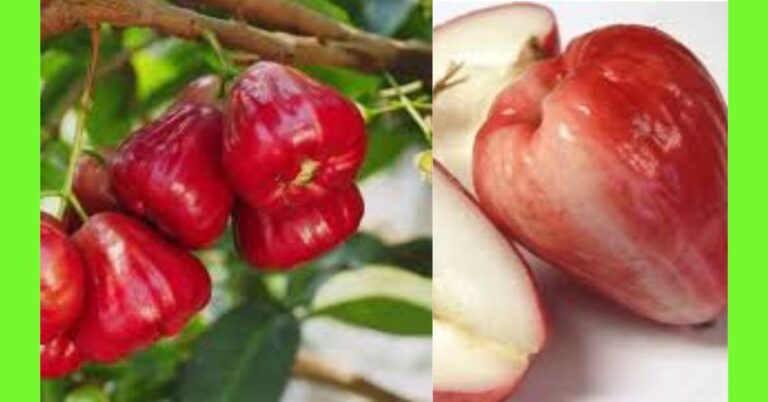 how to plant malay apple