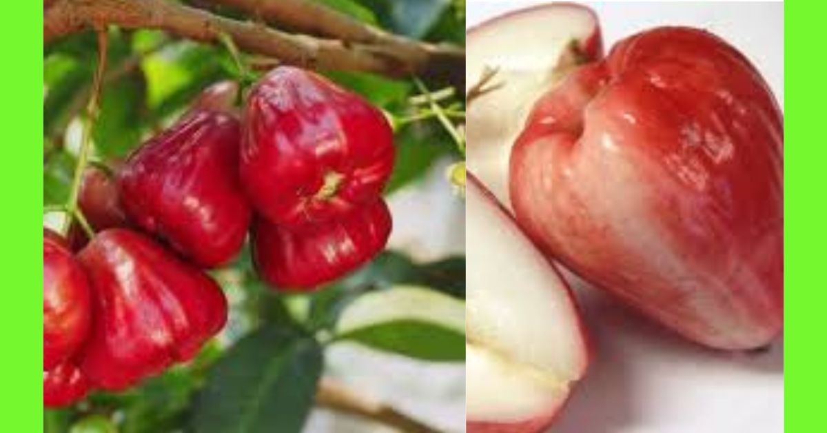 how to plant malay apple
