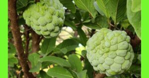 how to plant custard apple