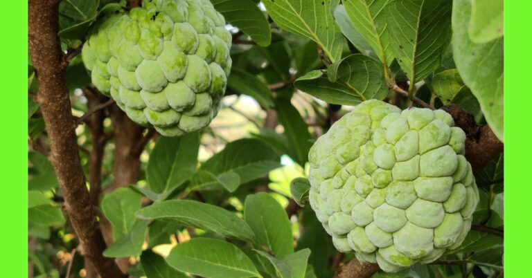how to plant custard apple