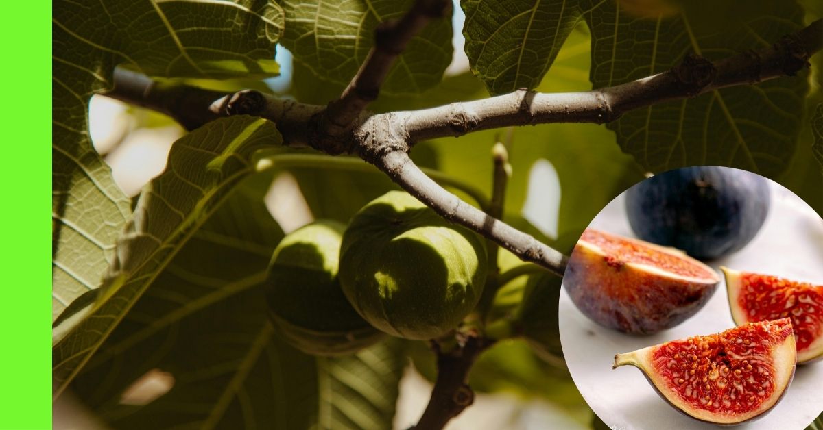 how to plant fig tree in Nigeria