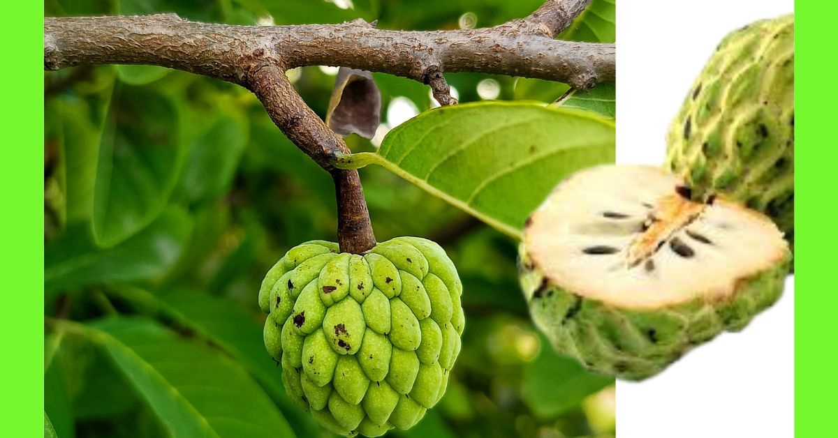 how to plant sugar apple