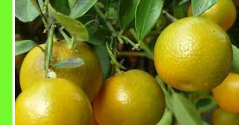 How to Plant Calamondin Citrus in Nigeria