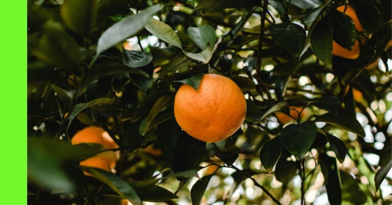How to Plant Satsuma Mandarin in Nigeria