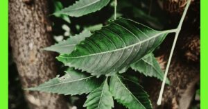 how to plant neem