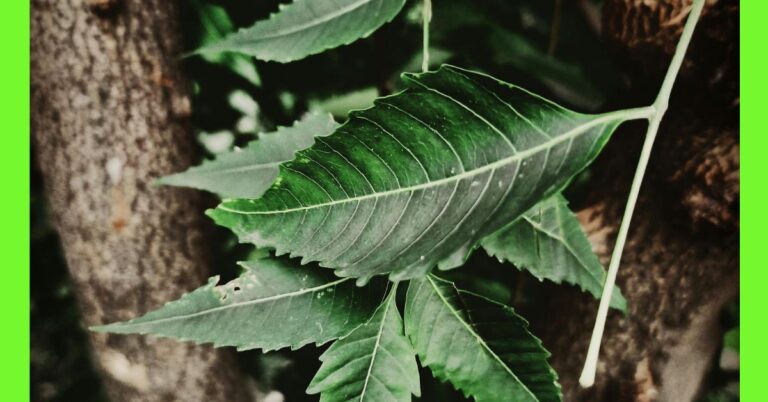 how to plant neem