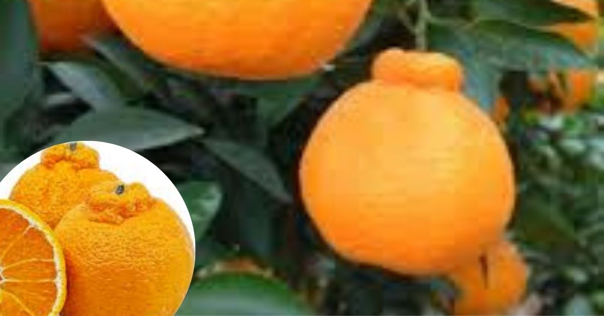 How to Plant Sumo Mandarin
