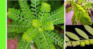 how to plant Stone Breaker