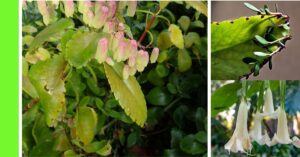 How to Plant Wonder of the World