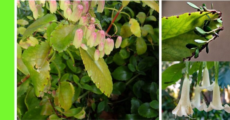 How to Plant Wonder of the World