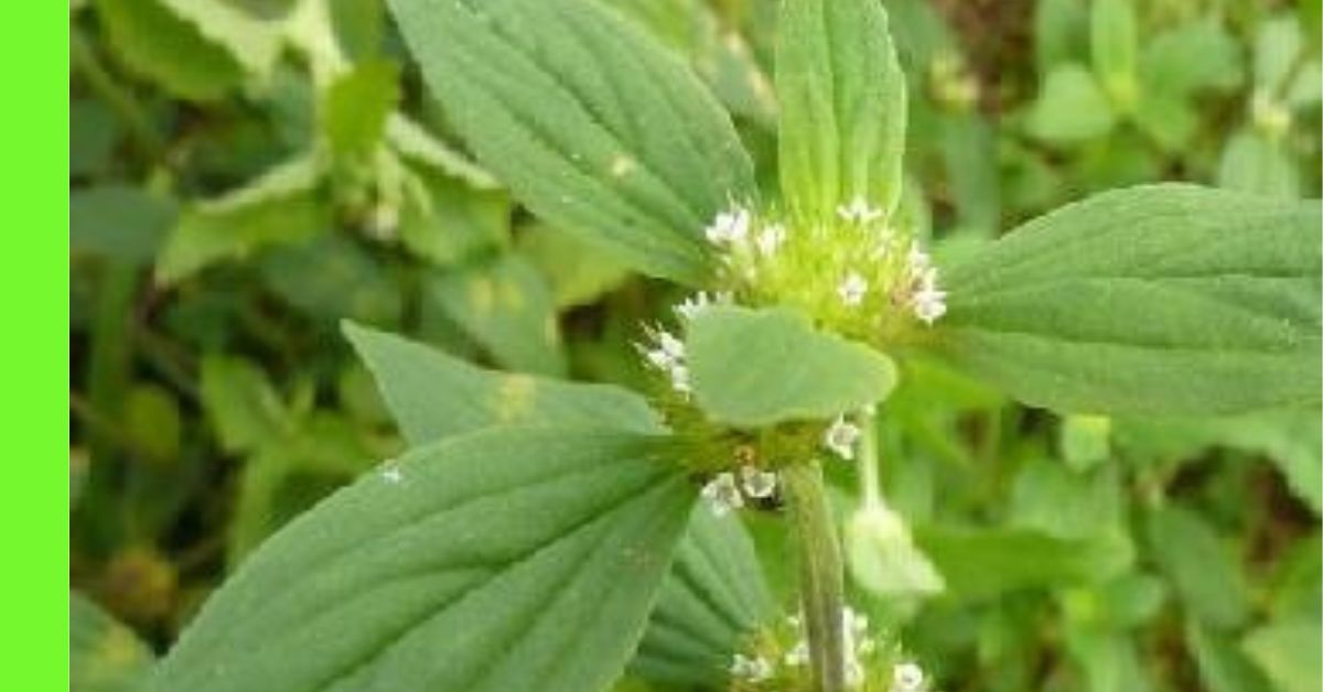 How To Plant Girdle Pod Mitracarpus Scaber How To Plant Girdle Pod Mitracarpus Scaber