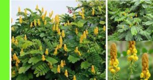 how to plant Bush or Candle Plant