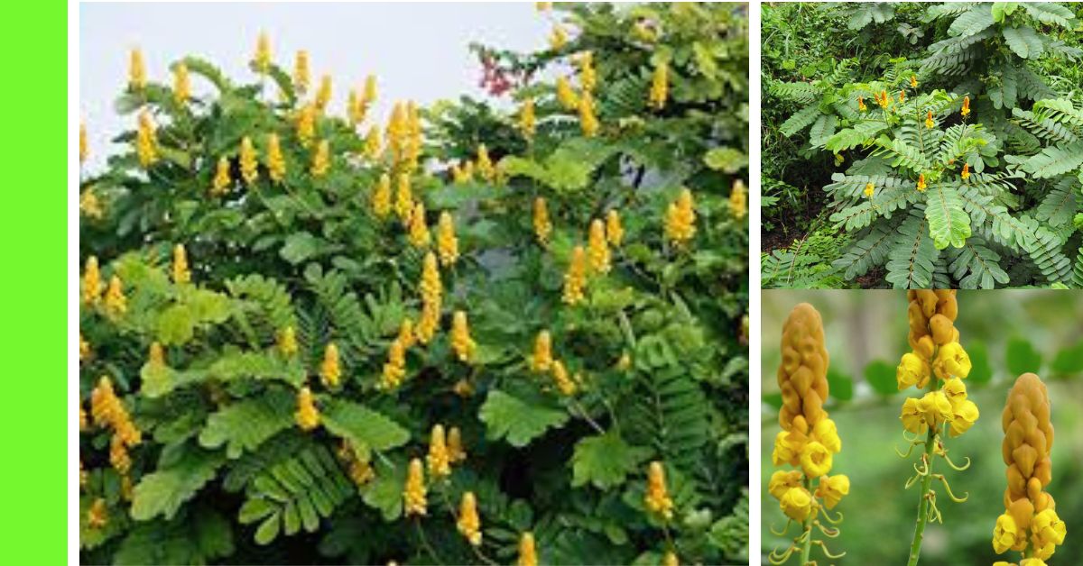 how to plant Bush or Candle Plant