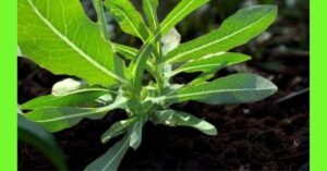 How to Plant Wild Lettuce