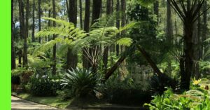 Shade-Loving Plants That Thrive in Nigerian Compounds