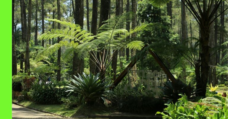 Shade-Loving Plants That Thrive in Nigerian Compounds