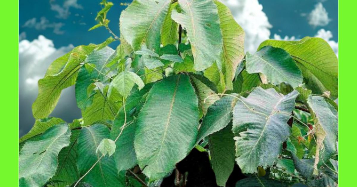 How to Plant Ujuju (Veronica comforter)