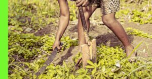 harmattan gardening tips Nigeria